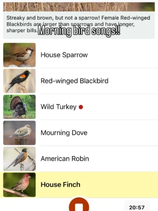 Today’s birds were all pretty common, but I love the chorus of bird songs every morning.